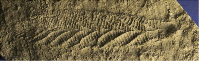 Where did the Ediacaran get their food from?